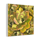 Noble Aeonium Succulent Pattern Canvas Print – Botanical Wall Art