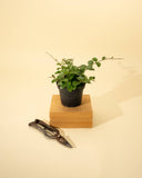 4" Hoya Mathilde Splash