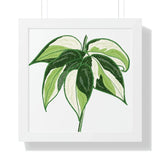Philodendron Cream Splash Framed Print – Botanical Wall Art