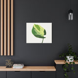 Manjula Pothos Illustrated Canvas Print – Botanical Wall Art