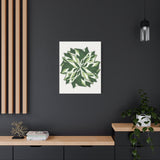 Calathea White Fusion Canvas Print – Botanical Wall Art