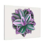 Tradescantia Nanouk Canvas Print – Botanical Wall Art