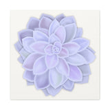 Graptopetalum Murasaki Succulent Canvas Print – Botanical Wall Art