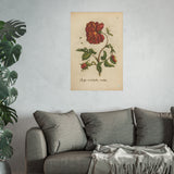 Rosa Multiplex, Antique Double Rose Engraving, Colorized Reproduction