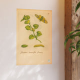 Hedera teneriffis florens – colorized ivy with moth life cycle (GoGardenNow exclusive)