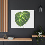 Philodendron Gloriosum Canvas Print – Botanical Wall Art