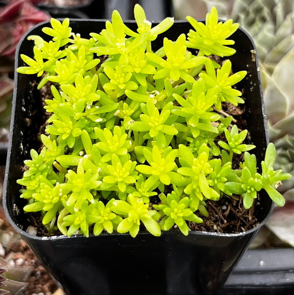 Small Sedum 'Tokyo Sun' plant with bright green leaves in a black pot.