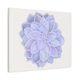 Graptopetalum Murasaki Succulent Canvas Print – Botanical Wall Art