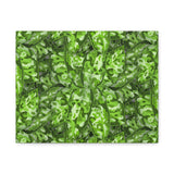 Aglaonema Pictum Canvas Print – Botanical Wall Art