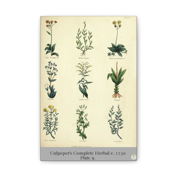 Illustration of various plants from Culpeper's Complete Herbal on a beige background