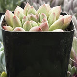Green Pachyveria 'Jewel Tone'plant in a black pot with blurred background