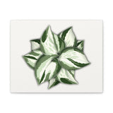 Manjula Pothos Canvas Print – Botanical Wall Art
