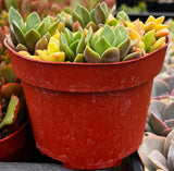 Potted sAnacampseros telephiastrum ‘Sunset’ plant with green and yellow leaves in a red pot.