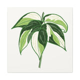 Philodendron Cream Splash Canvas Print – Botanical Wall Art