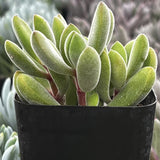 Crassula congesta plant with green leaves in a black pot