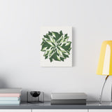 Calathea White Fusion Canvas Print – Botanical Wall Art