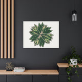 Stromanthe Triostar Canvas Print – Botanical Wall Art