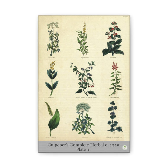 Culpeper’s Complete Herbal c.1750, Plate 1 Botanical Engraving Reproduction on Canvas