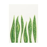 Snake Plant Canvas Print – Botanical Wall Art