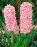 Anne Marie Hyacinth - 10 bulbs
