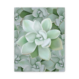 Pachyveria Haagei Succulent Pattern Canvas Print – Botanical Wall Art