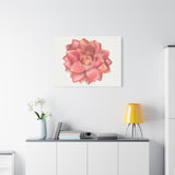 Graptosedum California Sunset Succulent Canvas Print – Botanical Wall Art