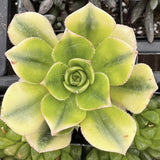 Close-up of a Aeonium floribundum aka Aeonium 'Floresens' plant with a blurred background
