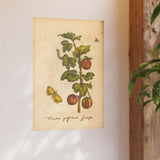 Fructus grossulariae spinosae, Colorized Gooseberry Botanical Engraving