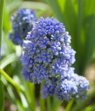 Blue Spike Muscari armeniacum 