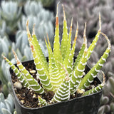 Potted Variegated Haworthiopsis fasciata Zebra plant with striped leaves in a garden setting