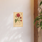 Rosa Maxima Multiplex. Colorized Historic Rose Engraving