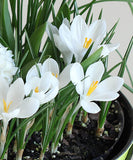 Jeanne d' Arc Large Flowering Crocus - 10 bulbs