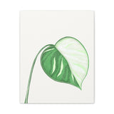 Monstera Albo Canvas Print – Botanical Wall Art