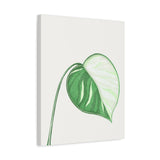 Monstera Albo Canvas Print – Botanical Wall Art