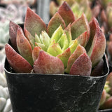 Potted Graptoveria 'Chanel' plant with red and green leaves in a black pot.