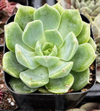 Echeveria 'Sofia' plant in a pot with a blurred background
