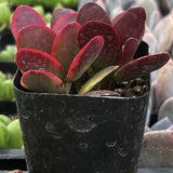 Crassula 'Red Jade' plant in a black pot with blurred background