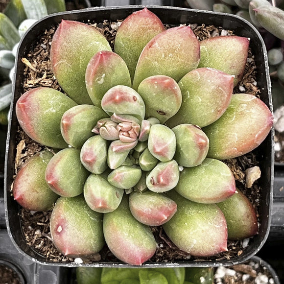 Close-up of a Pachyveria 'Jewel Tone' plant with green and pinkish-red leaves in a pot.