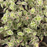 Close-up of a sSedum 'Little Missy' plant with green leaves and pink edges.