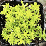 Small Sedum 'Tokyo Sun' plant in a black pot