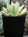Echeveria 'Lilac Mist' plant with a blurred background of other plants