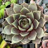 Close-up of Sempervivum 'Commander' plant with a blurred background