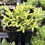 Rhipsalis cereuscula in a black pot among other plants.