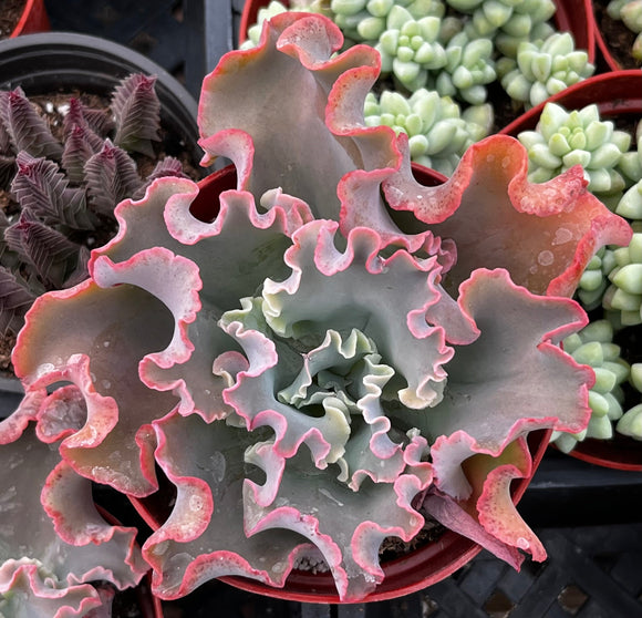 Close-up of Echeveria 'Blue Curls' plant with wavy leaves in a pot, surrounded by other plants.