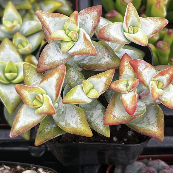 Close-up of a Crassula 'High Voltage' plant with red and green leaves.