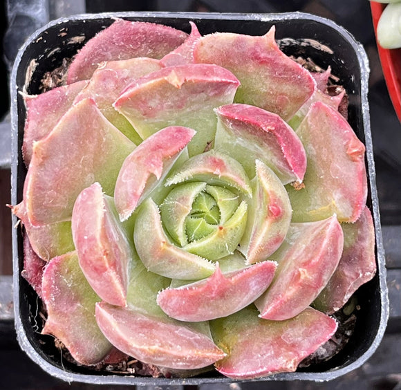 Green and pink Echeveria 'Carmencita' in a pot