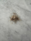 Goldenrod (Solidago altissima) Seeds – Native Pollinator Perennial – Cold Stratification Recommended