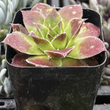 Sempervivum 'Strawberry Kiwi' in a black pot with a blurred background