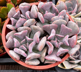 Echeveria 'Cubic Frost' in a pot with a soft focus background