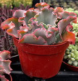 Echeveria 'Blue Curls' in a red pot with other plants in the background